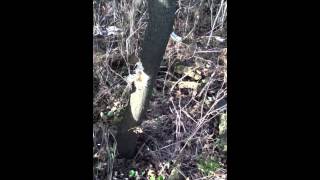 Danish stone axe demonstration chopping a tree [upl. by Etnud]