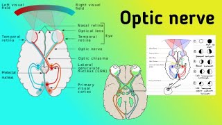 Optic Nerve amp The Visual Pathway Visual Reflexes Bitemporal Hemianopia Nerve Testing [upl. by Melisenda]