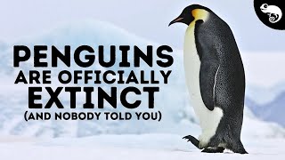 I Have Terrible News About Penguins [upl. by Attelrak]