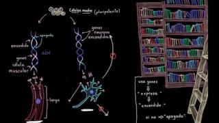 Especialización celular diferenciación  Biología  Khan Academy en Español [upl. by Naol]