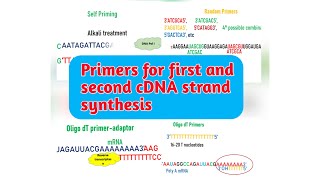 Primers for first and second cDNA strand synthesis  random primers  Oligo dT primers [upl. by Corvin84]