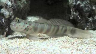 Pink Spotted Watchman Goby  LiveAquariacom [upl. by Rowland]