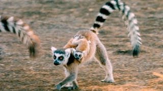 Exploring the Island of Lemurs Madagascar [upl. by Martreb823]