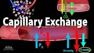 Capillary Exchange and Edema Animation [upl. by Kristo]