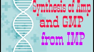 Synthesis of AMP and GMP from IMP  Synthesis of ADPATP and GDPGTP  Lecture 2 [upl. by Alie]