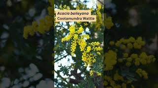 Acacia baileyana Cootamundra Wattle [upl. by Mutua]