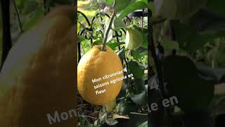 Mon citronnier 4 saison agricole en fleur mi novembre 2024 🍋🍋🍋🤲🏼 [upl. by Atonsah]