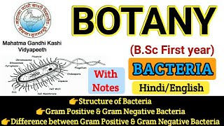 Gram positive cocci  gram positive vs gram negative bacteria [upl. by Ertnod]