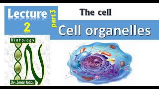 2c Cell organelles Part 3Golgi endosomes and lysosomesCellHistology [upl. by Eedna]