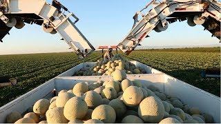 Amazing Agriculture Cultivation  Cantaloupe Growing Harvesting and Parking [upl. by Anema]