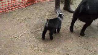 Pygmy Goat Happy Dance [upl. by Nodyarb]