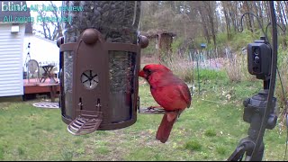 PerkyPet 3341SR Birdfeeder birds love it squirrels hate it video product review [upl. by Rosenberger]