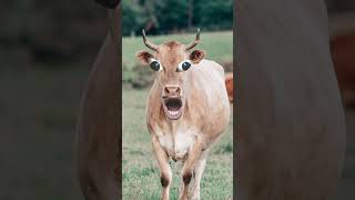 Cow 21 cowvideos cowes funny cowselfie trending memes cowslover cowreels comedy cowlovar [upl. by Supen]