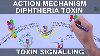 Diphtheria Toxin Action Mechanism  Signalling Pathway [upl. by Narba]