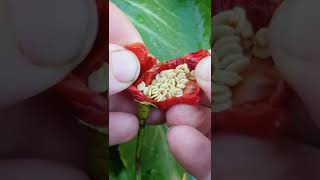 How To Save Chilli Seeds  GG The Garden Girl  gardening [upl. by Naujit]