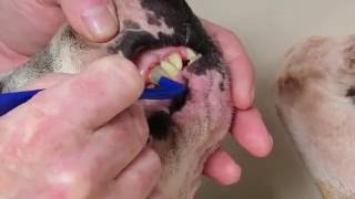 Dog scrape amp polish teeth Remove scale Tartar plaque NO anaesthetic Superstar Ruby bull terrier [upl. by Mukund]