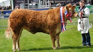 Interbreed Cattle Judging at Balmoral Show 2013 [upl. by Ailet]