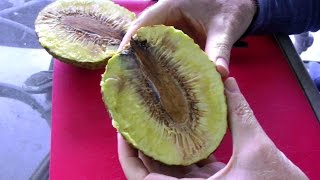 The Breadfruit Tree and Fruit  Artocarpus altilis  Video [upl. by Alimak271]