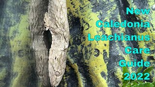 New Caledonia Leachianus Gecko Care Guide 2022 [upl. by Zerat546]