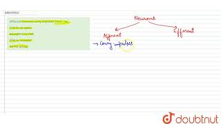 Afferent neurons carry impulses from  to  11  STRUCTURAL ORGANISATION IN ANIMALS  BIOLOGY [upl. by Iznek]