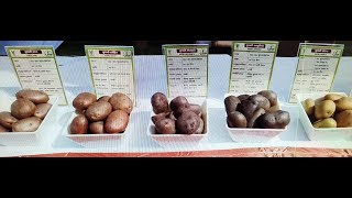 MANY TYPES OF POTATO  Black Potato  very different potato [upl. by Rehpotsrik]