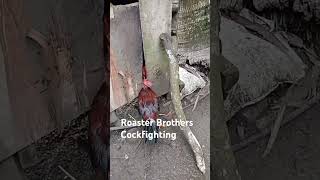 Roaster brothers Sabong highlights shortvideo viralvideo arlenelangga3511 [upl. by Oninotna]