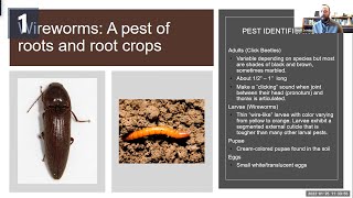 Managing Wireworms in Root Crops  Research Nugget [upl. by Sclater]