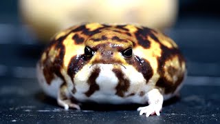 Rain frogs are so cute in closeup shots2 [upl. by Essex]