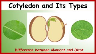 What is Cotyledon Difference between Monocotyledon amp Dicotyledon with Examples  Monocot Vs Dicot [upl. by Alic]