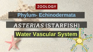 Water Vascular system of Asterias Starfish  Zoology [upl. by Atteloc]