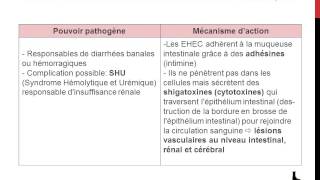 Famille des Enterobacteriaceae  Genre Escherichia [upl. by Adonis]