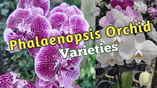 Phalaenopsis Orchid Varieties Species Tropical Garden Tour [upl. by Yblok]