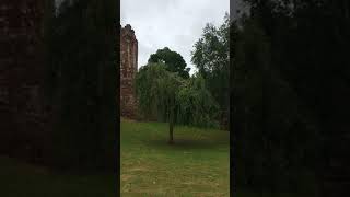 Weeping birch Betula pendula Youngii  tree  July 2018 [upl. by Ueihttam]