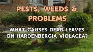 What Causes Dead Leaves on Hardenbergia Violacea [upl. by Ab]