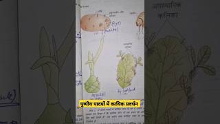 vegetative propagation in plants neet2025 neet ncert diagram plant puru janutharia [upl. by Anoblav]