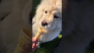 Bella Chow Chow slowmo eating an icecream [upl. by Henryson119]