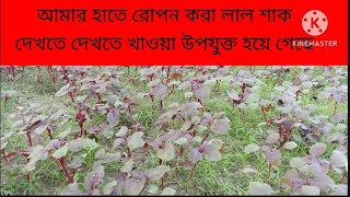 আমার হাতে রোপন করা লালশাক l Helal krishi [upl. by Esinev229]