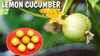 Growing Lemon Cucumber  Excellent Producer [upl. by Staal]