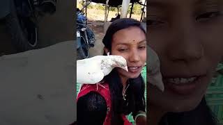 Mera onna😘kabutari indianvlogs kabootar kabutarstatus shortsfeed pigeon [upl. by Godding210]