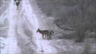 Coyote Hunting Tip 18  The Best Gun For Coyote Hunting [upl. by Leirol70]