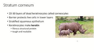 Ch5 Pt4 Integumentary System Stratum Corneum [upl. by Morrill]