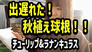 ガーデニングVlog秋植え球根出遅れた？チューリップの植え方ラナンキュラス球根 [upl. by Iaka]