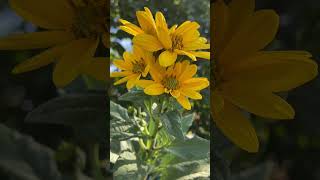 lemon queen  helianthus shortvideo gardenplants [upl. by Eila]