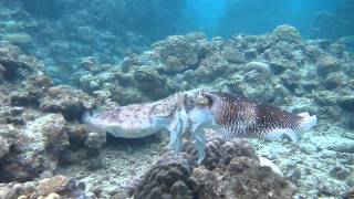 Giant cuttlefish Fighting Mating and Egg laying [upl. by Eisserc]