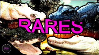 Alligator Rares Lets Talk  theHunter Call of the Wild [upl. by Aimet]