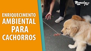 Enriquecimento Ambiental para Pets com o Labirinto e Iogurte natural [upl. by Egreog142]