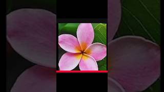 Drawing easiest flower 🌺shortvideo easy youtube jyotiartcornor beginners kids [upl. by Philina572]