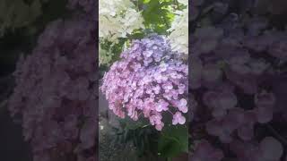 Hydrangea macrophylla Ayesha garden flowers hydrangeas plants [upl. by Lev637]