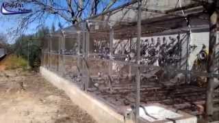 Pigeon loft Ruz  Taubenschlag Ruz  Palomar Ruz  2012 [upl. by Sutphin594]