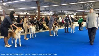 EURO DOG SHOW 2018  MALE INTERMEDIA AKITA EDS  POLAND WARSAW  EDS 2018 [upl. by Barina]